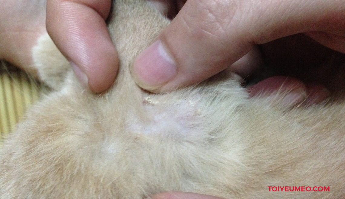 Bệnh nấm da ở chó mèo