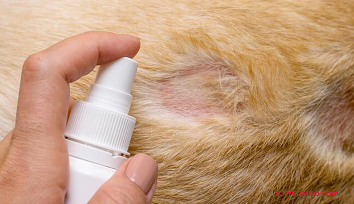 Điều trị bệnh nấm da ở chó mèo