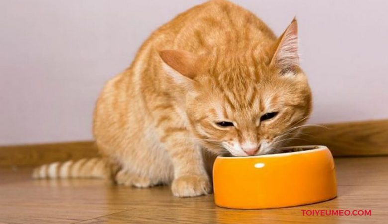Thức ăn cho mèo