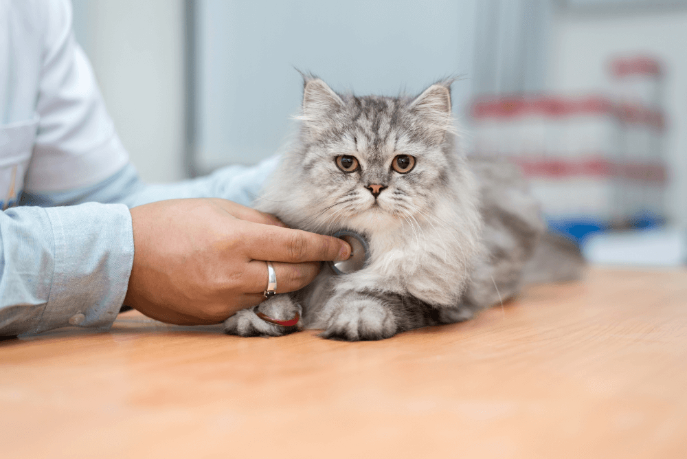cách chữa mèo bị ngộ độc