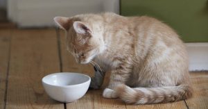 cách xử lý khi thấy mèo bị sốt bỏ ăn