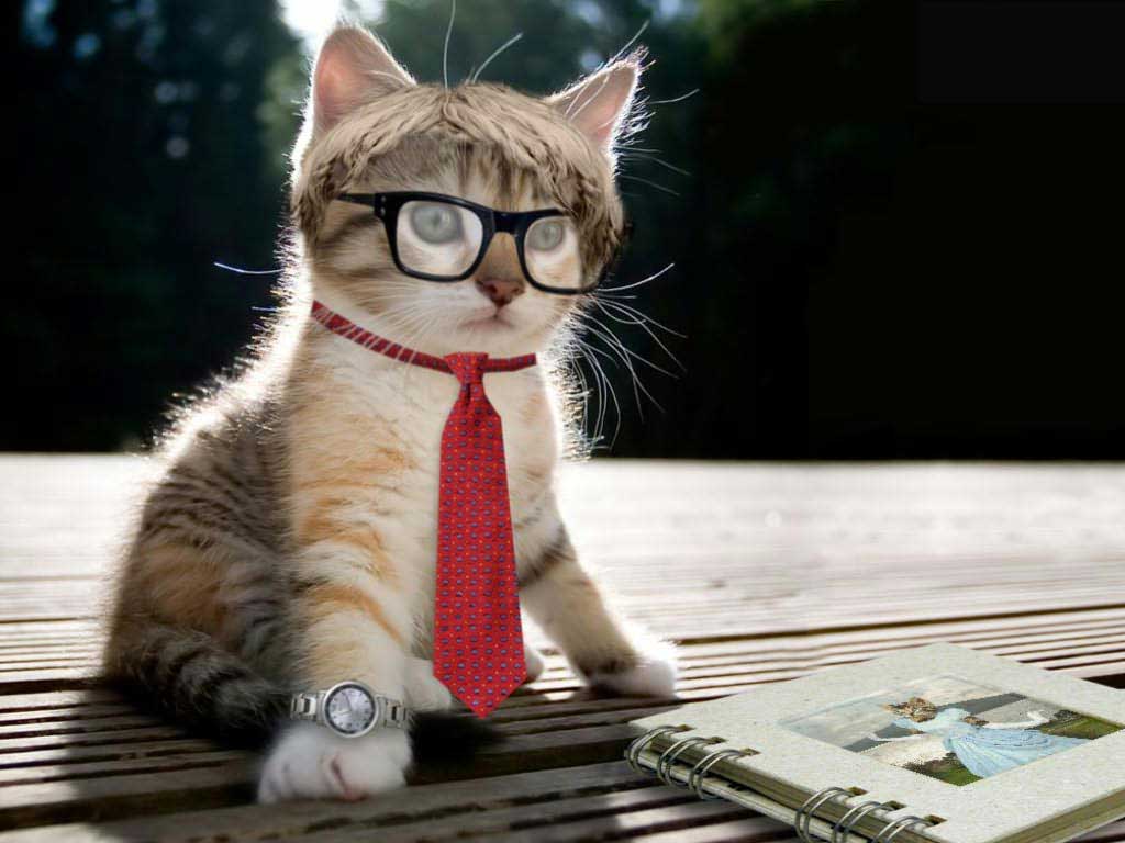 Những ảnh mèo cute góp nhặt từ internet