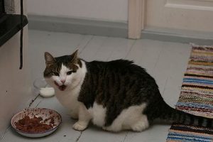 mèo ghét thức ăn ôi thiu