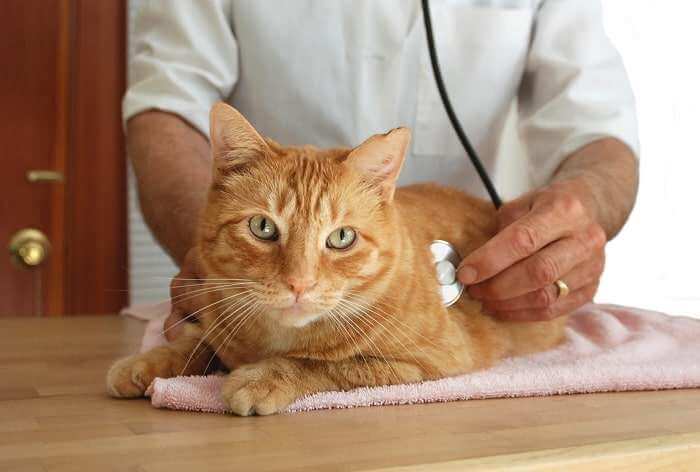 Phòng ngừa nhiễm giun sán cho mèo