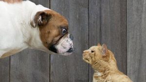 tại sao chó mèo ghét nhau