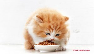 Thức ăn giúp mèo tăng cân
