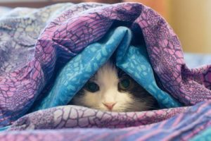 Xử lý kip thời khi mèo bị giảm thân nhiệt